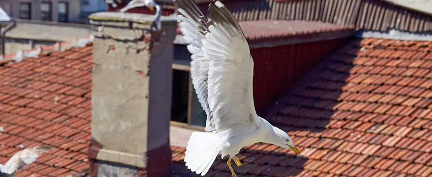 Residential Chimney Animal Removal Solution in Port St. Lucie, FL